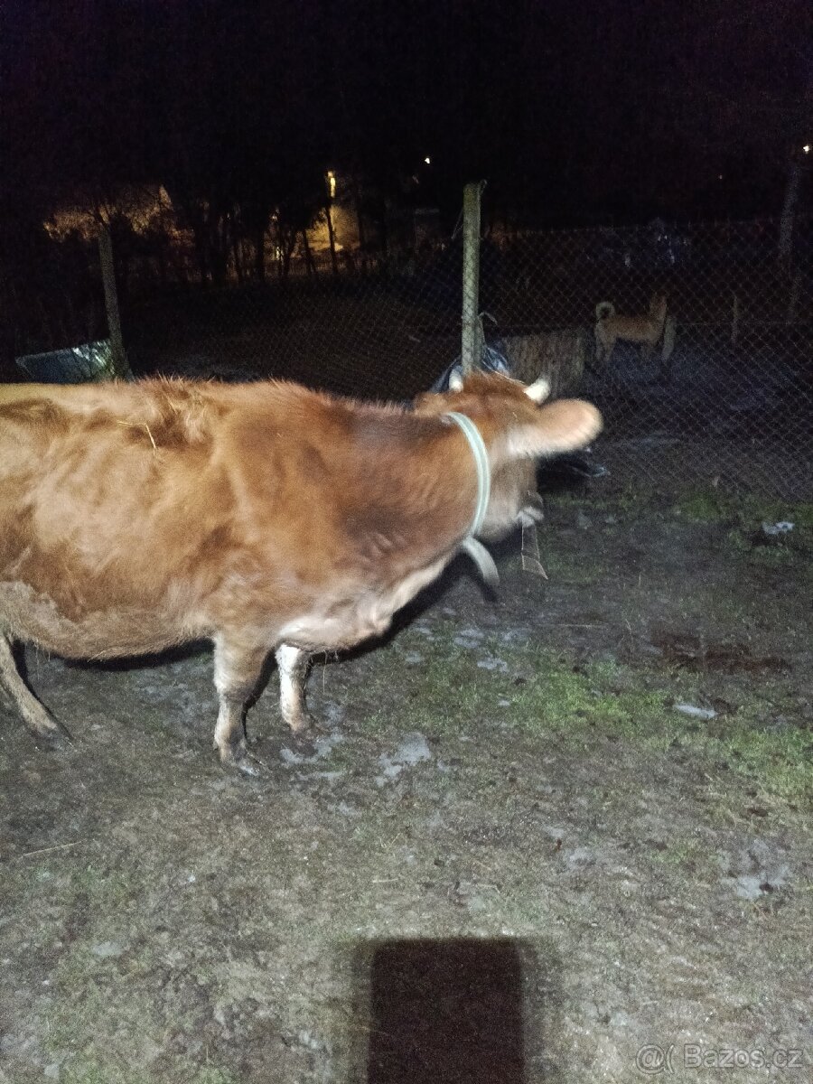 Březí jalovice Yersey - 7