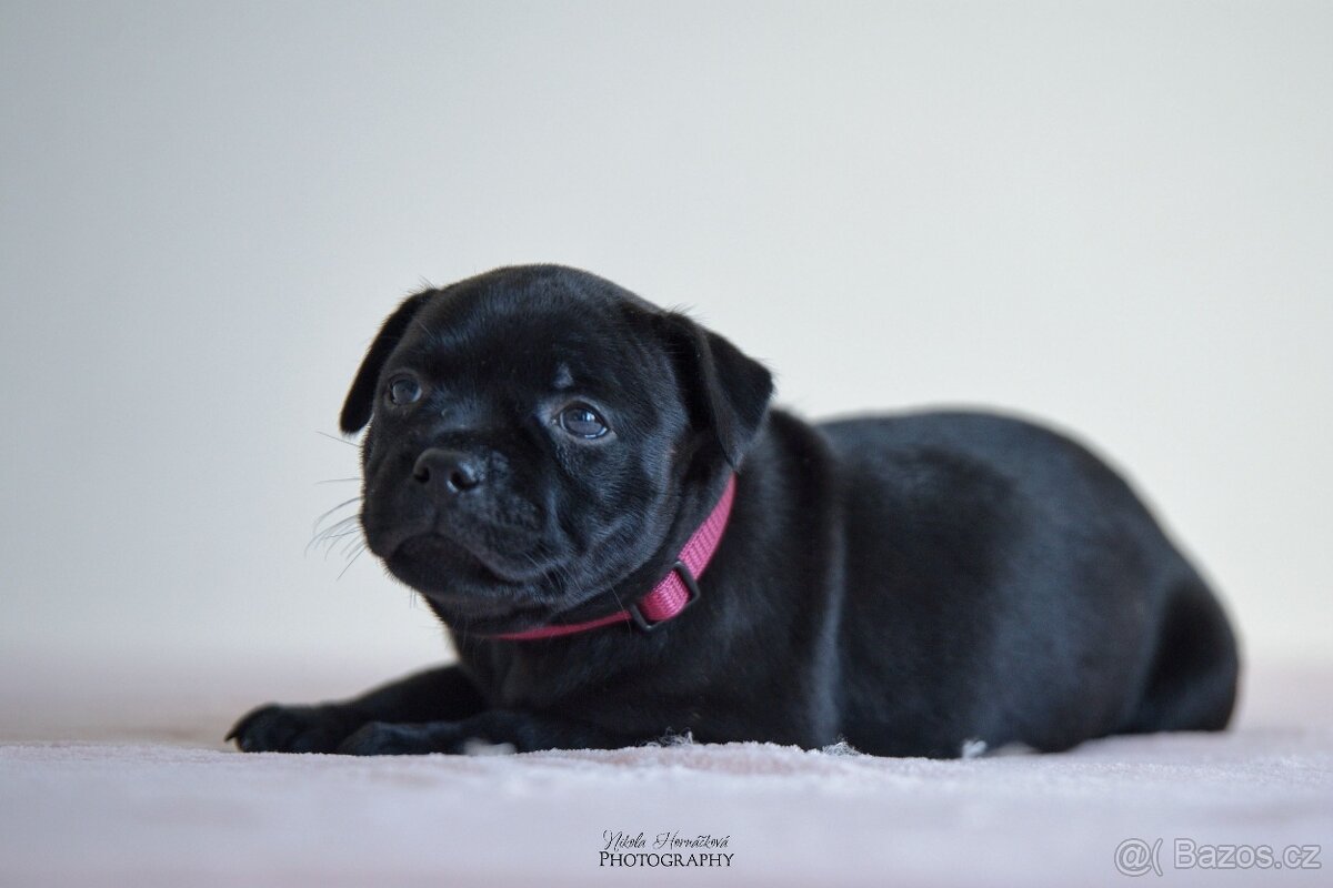 Staffordshire bullterier s pp FCI - 7