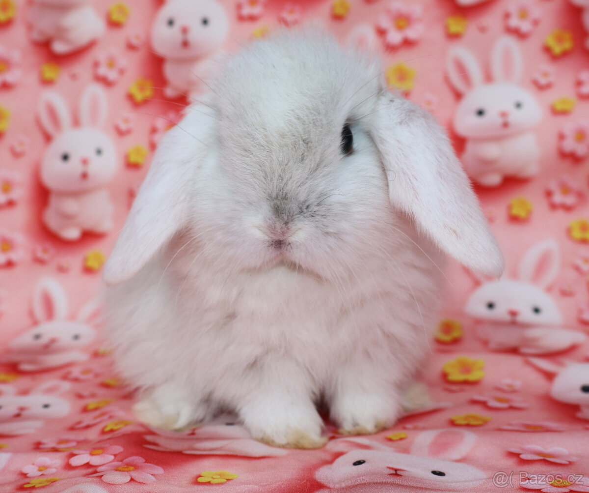 Zakrslý beránek NHD samička - 7