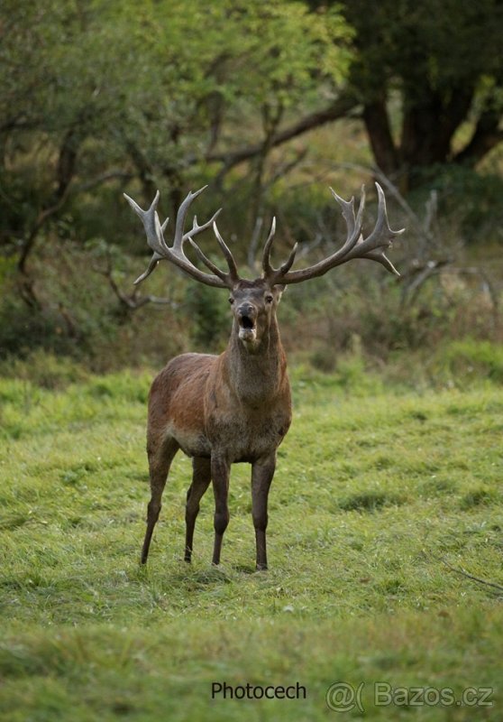 Jelen karpatský - 7