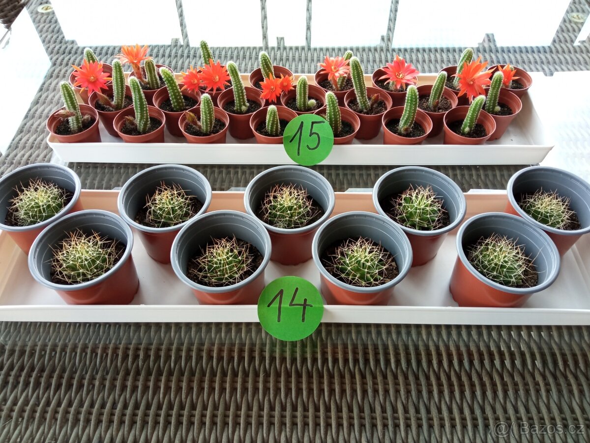 Kaktusy a sukulenty 30 Kč za kus - 7