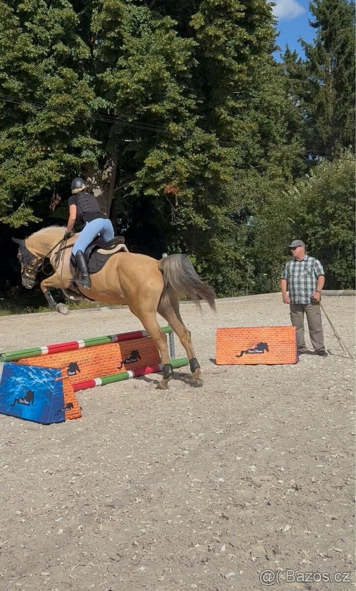 Prodám líbivou klisnu - 7