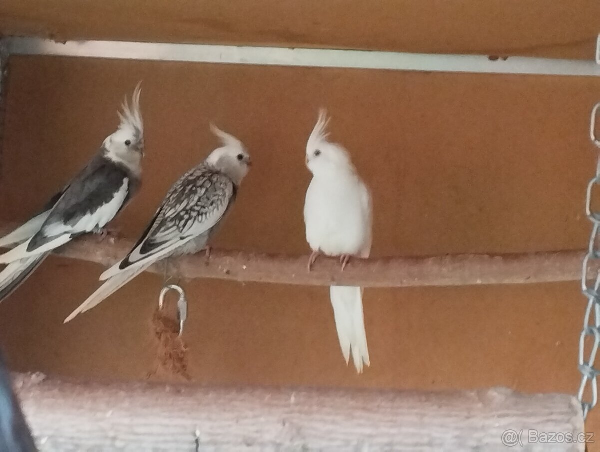 Korela chocholava - 7