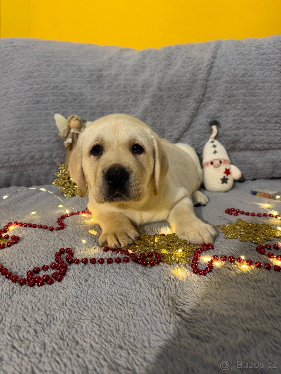 Labradorský retriever s PP - 7