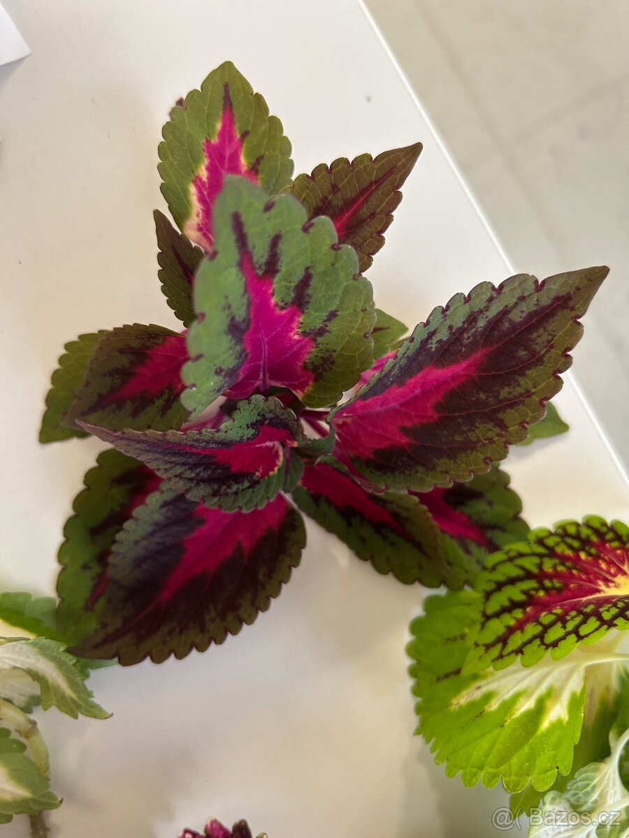 Africke koprivy, hosty, trvalky - 7