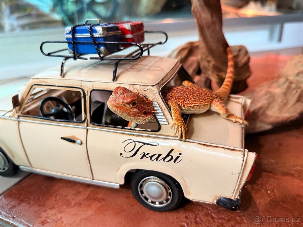 MLÁĎATA AGAMY VOUSATÉ K PRODEJI - 7