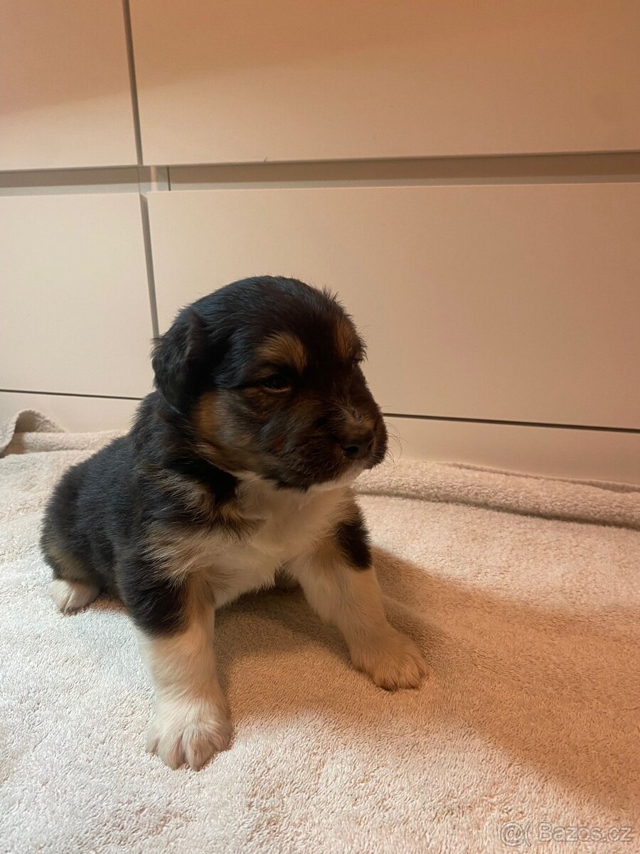 Border kolie bez PP - 7