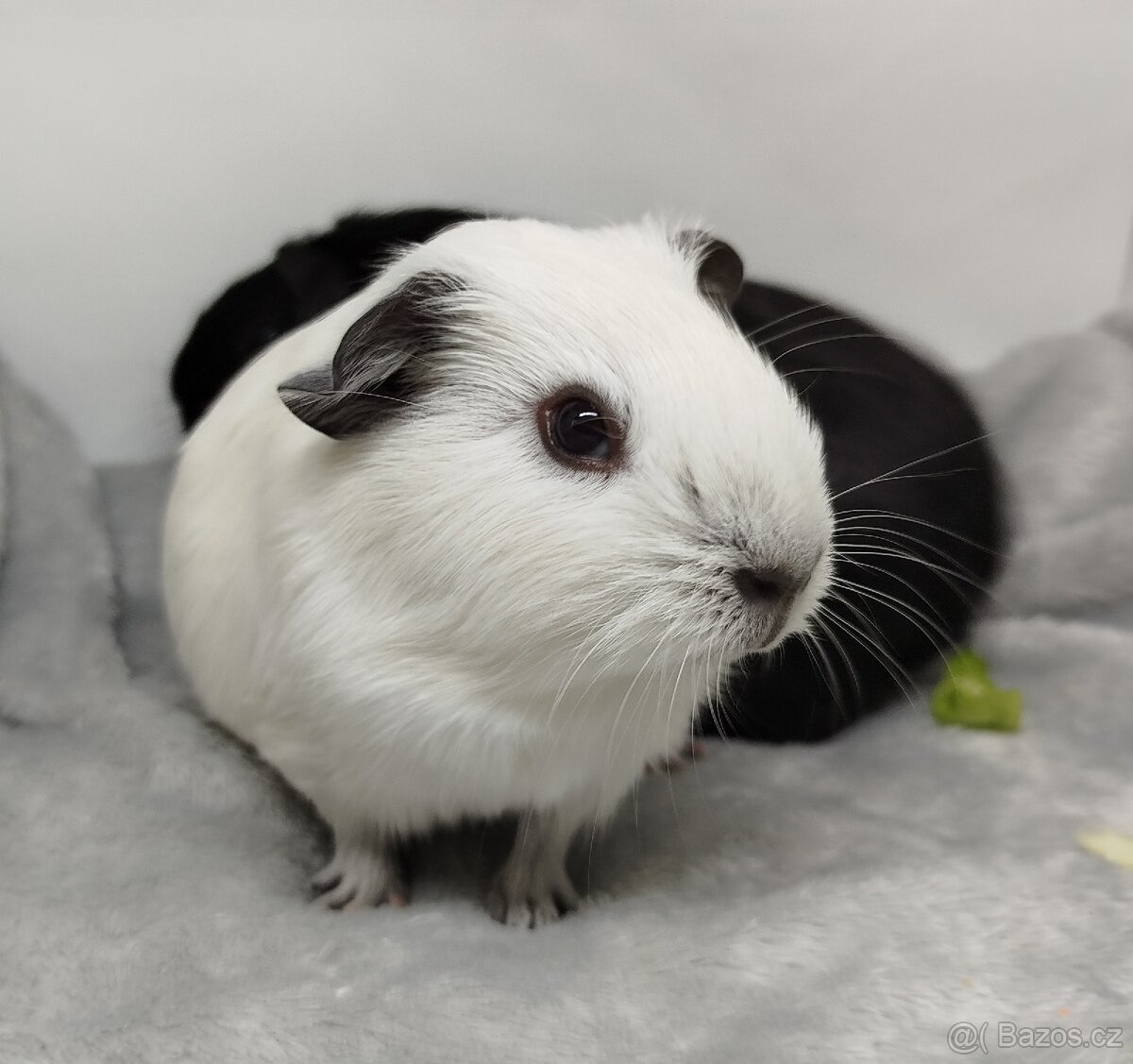 Morče, Morčata, Morčátko, Morčátka - JIN A JANG - 7