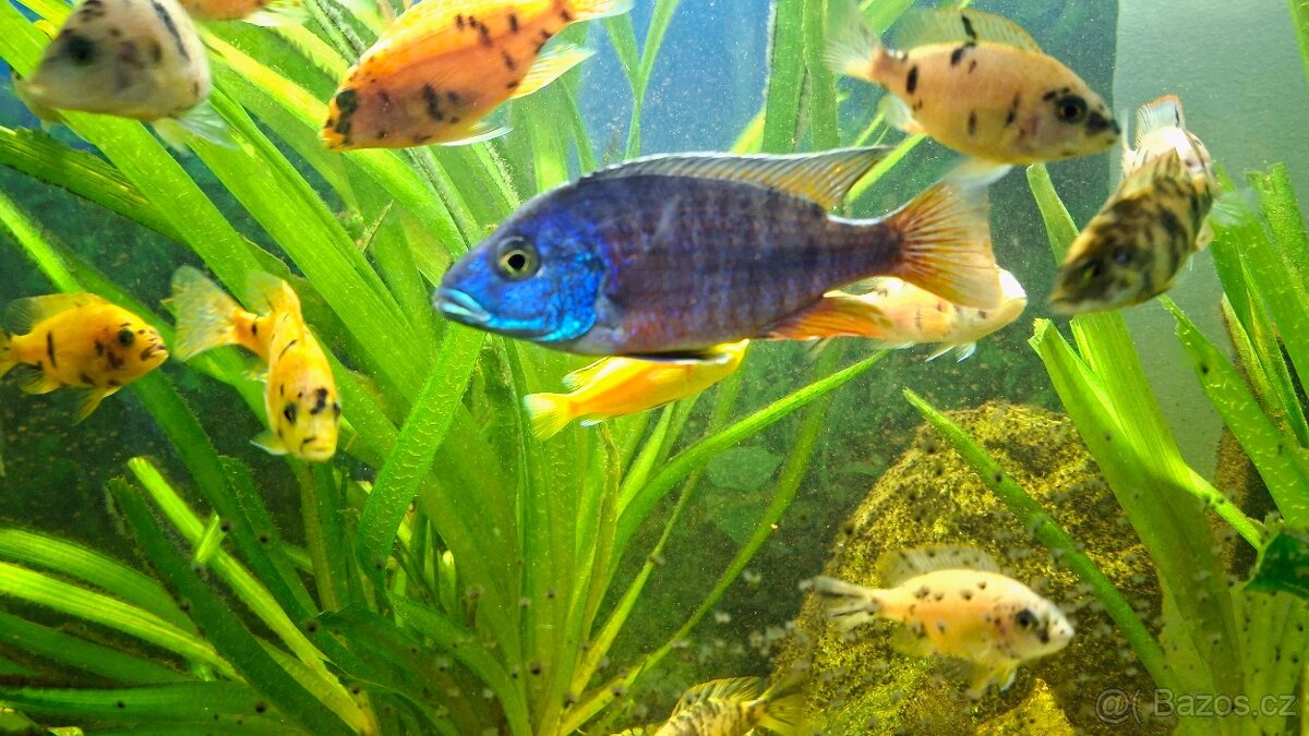 Prodám Malawi a Tanganiku - 7