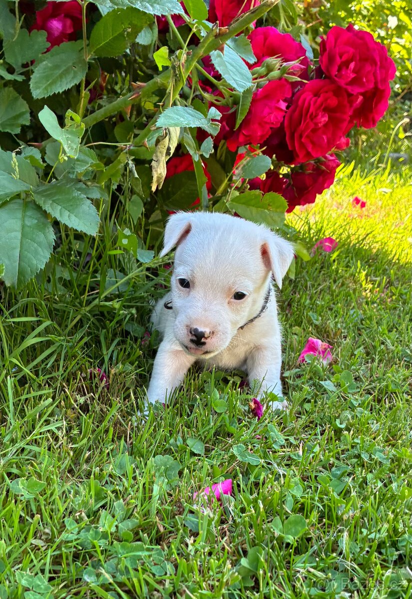 Jack Russell teriér štěně - 7