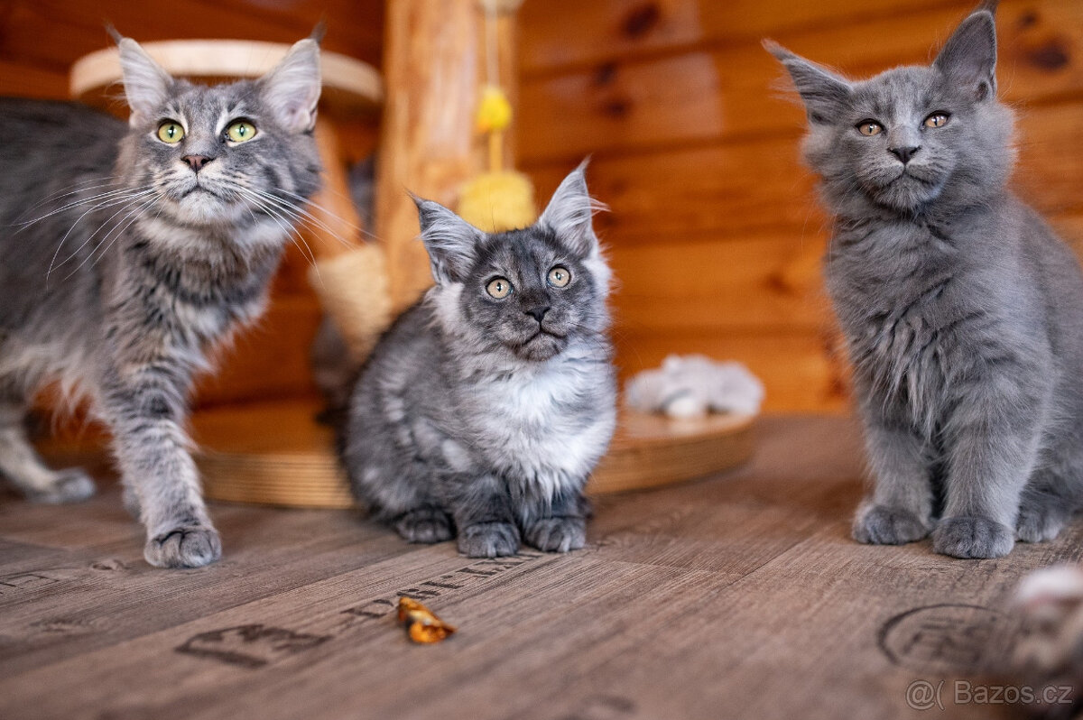 Mainská mývalí koťátka s PP - 7