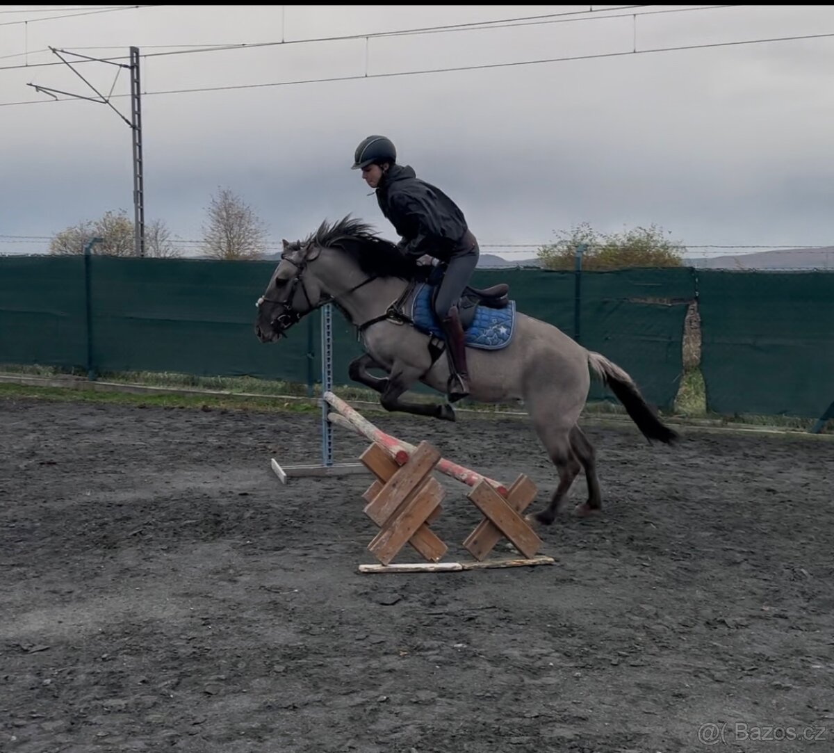 Polský pony - kobylka - 7