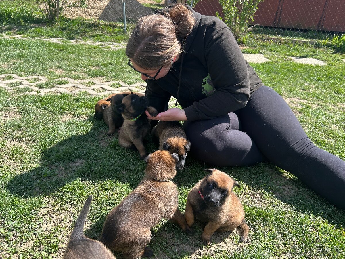 Belgický ovčák malinois - 7