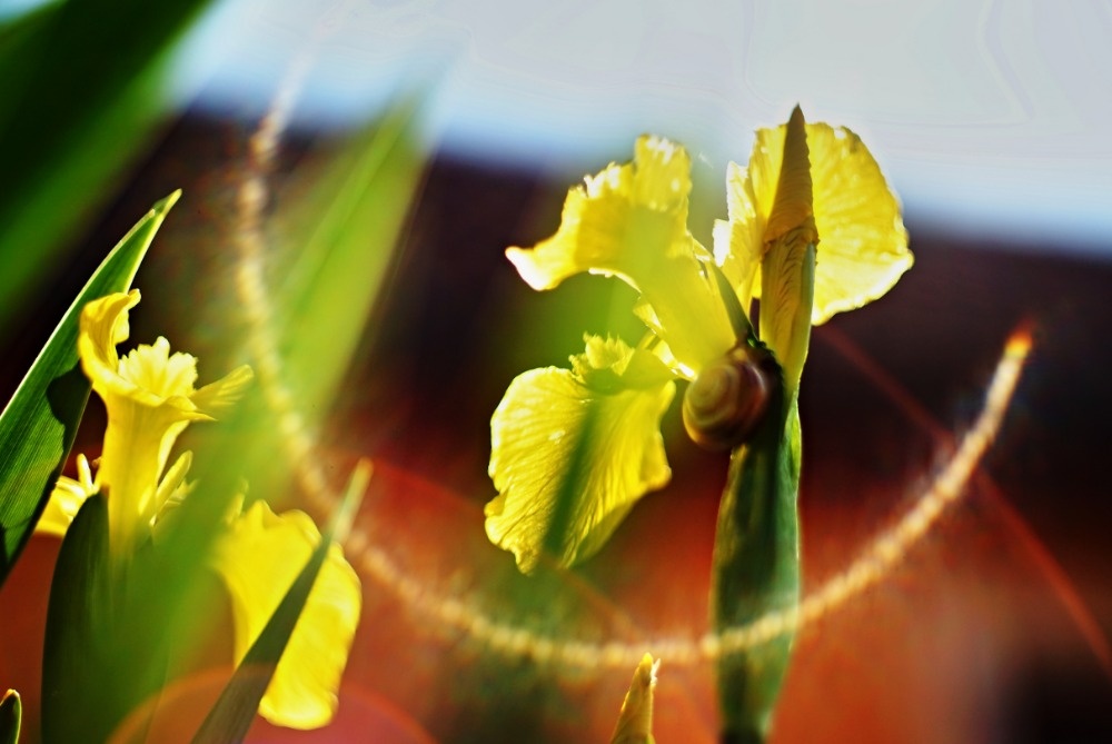 CZJ Pancolar electric MC 1,8/50mm M42 OHNIVÁK - 7