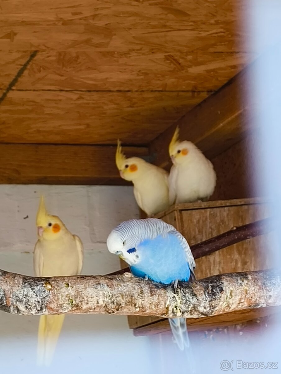 Prodám letošní mláďata korel a andulek - 7