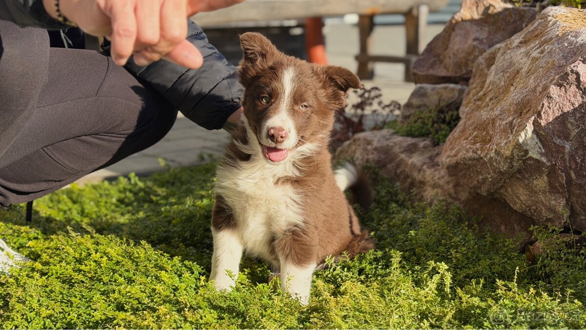Štěňátko border kolie - 7
