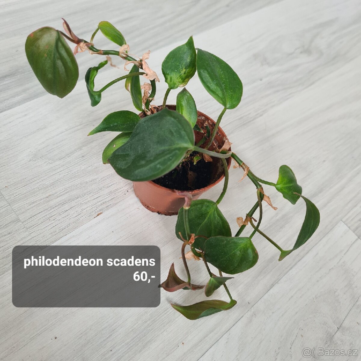 Pokojovky / pokojove rostliny - 7