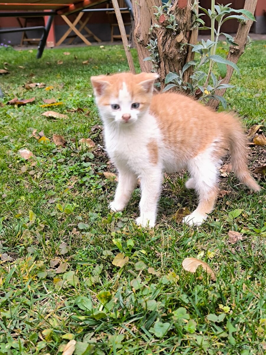 Zdravá & hravá KOŤÁTKA - 7