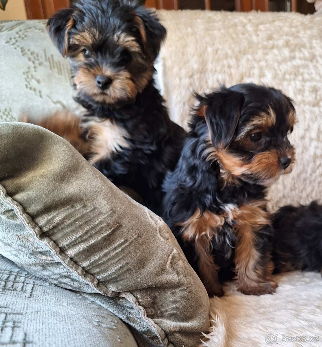 Jorkšír,jork,jorkšírsky teriér,yorkšhir - 7