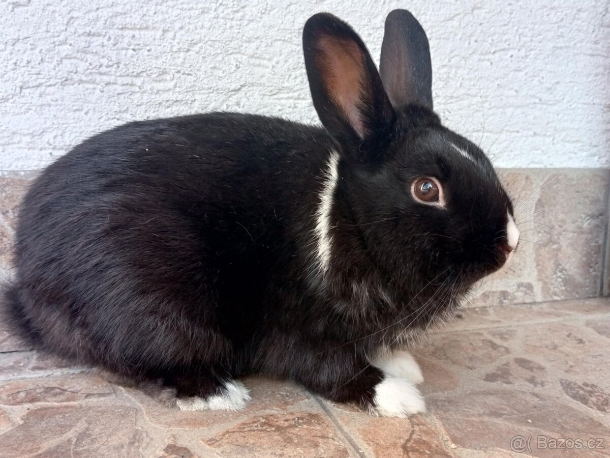 Zakrslý Králíček Hladký - 7