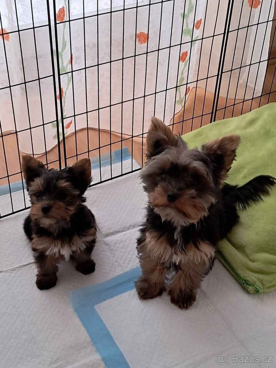 Yorkširsky teriér šteňata - 7
