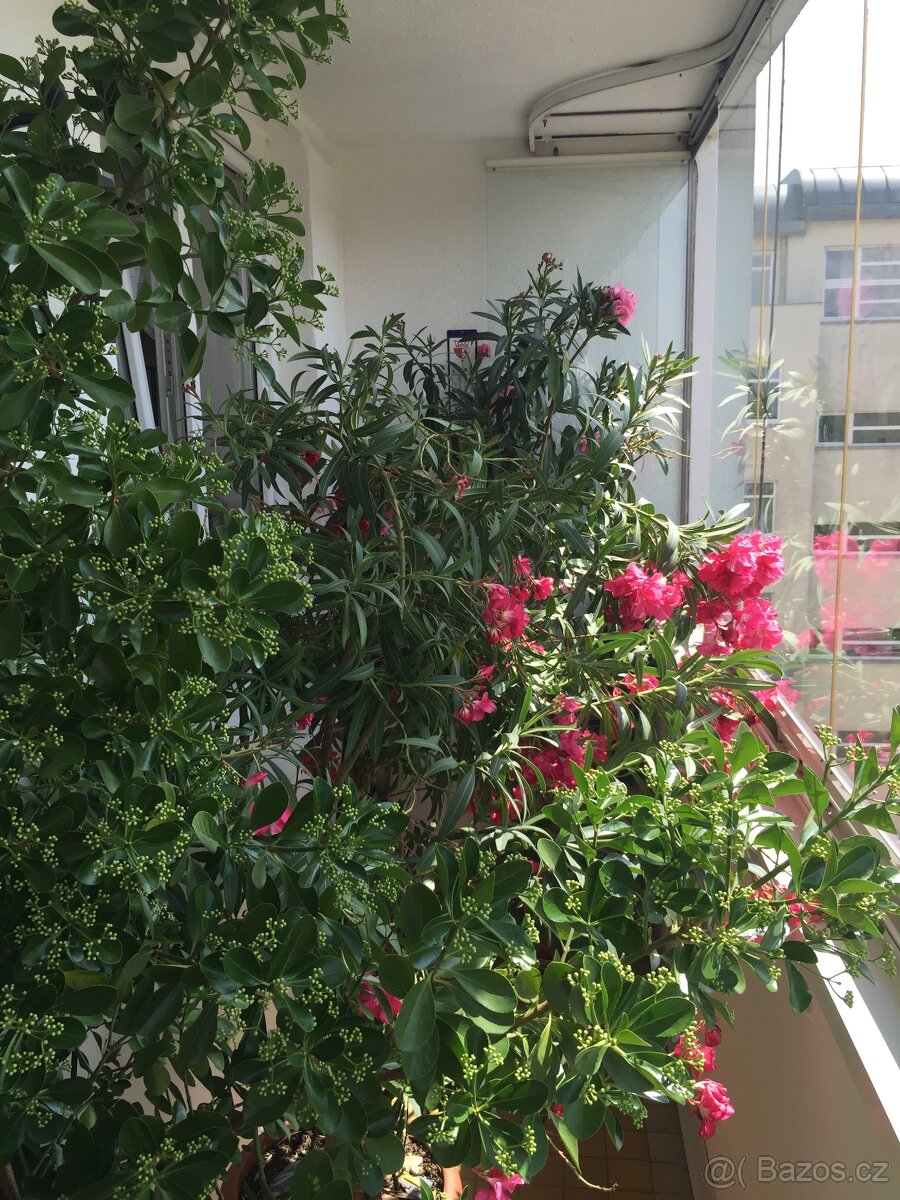 Prodám oleandry - 7