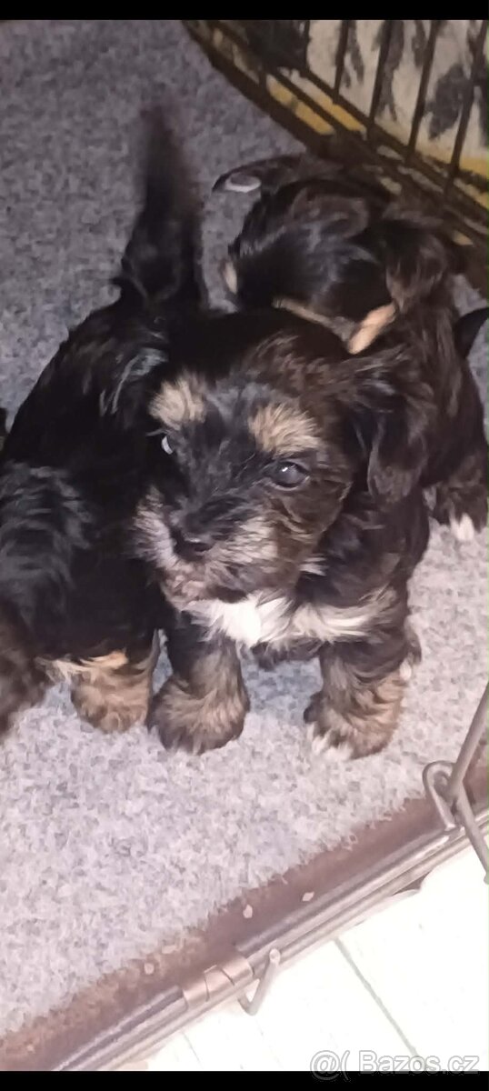 Jorkšírský teriér - 7