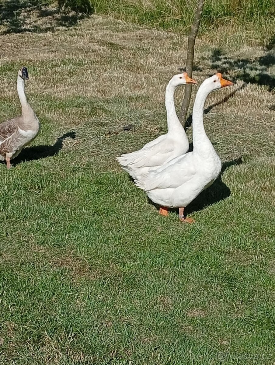 Husa labutí bílá - 7