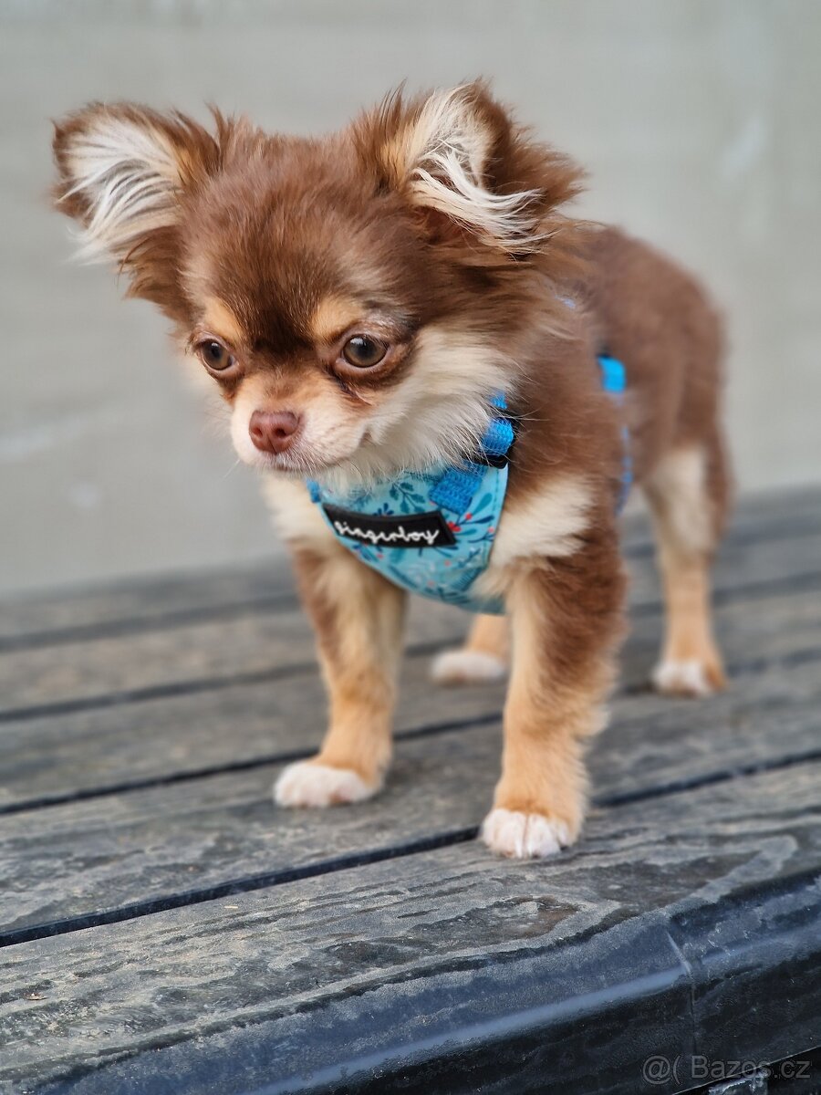 Fenka čivava s PP - 7