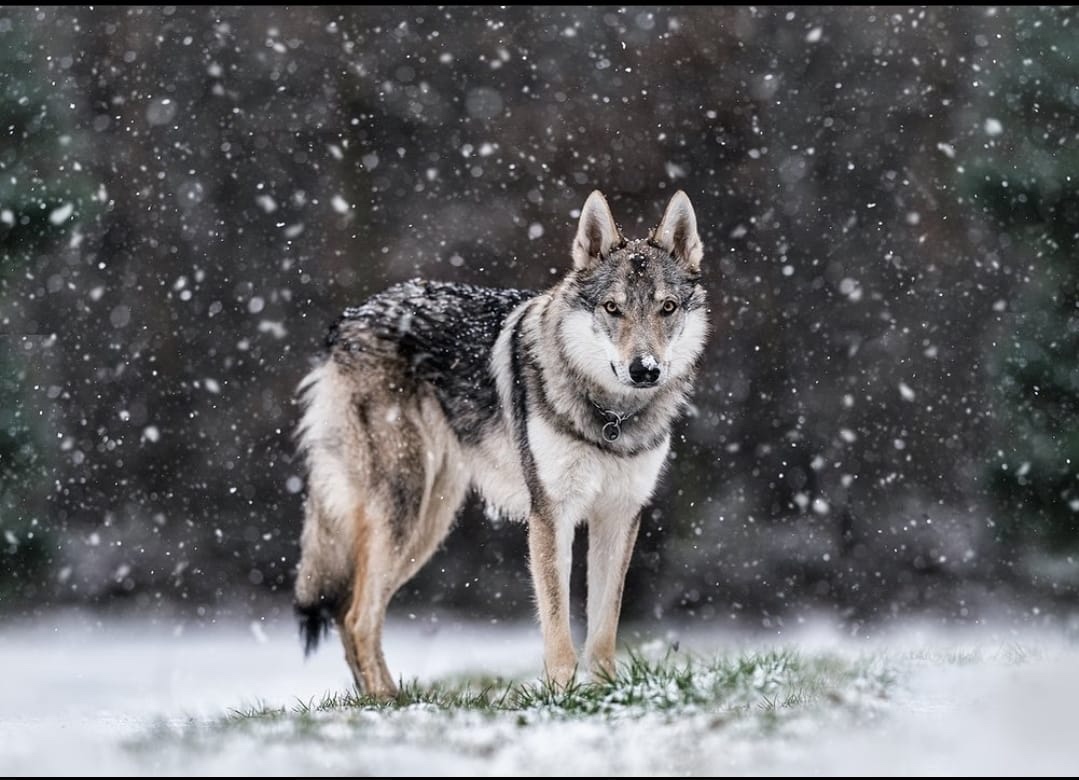 Československý vlčák s PP - 7