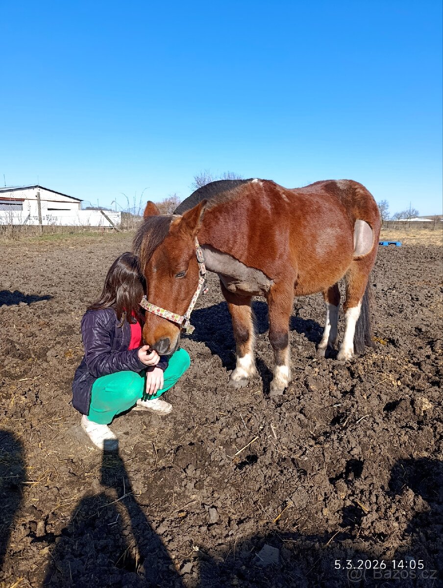 Pony valach 13 let cca 130cm - 7