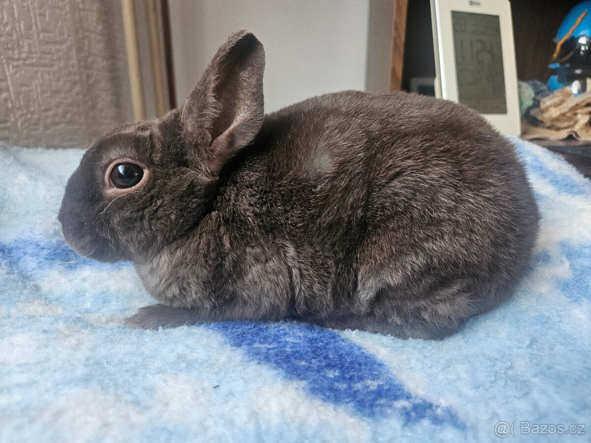 Zakrslý králíček - 7