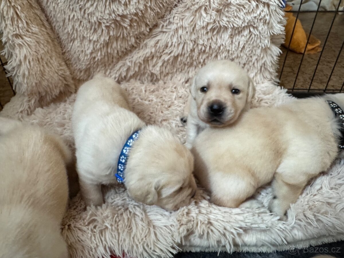 Labradorský retriever s PP - 7