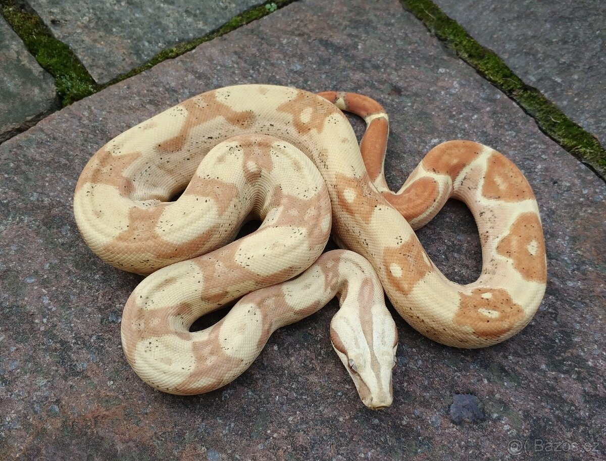 Boa imperator - RLT het VPI Snow, VPI T+ Sunglow Motley - 7