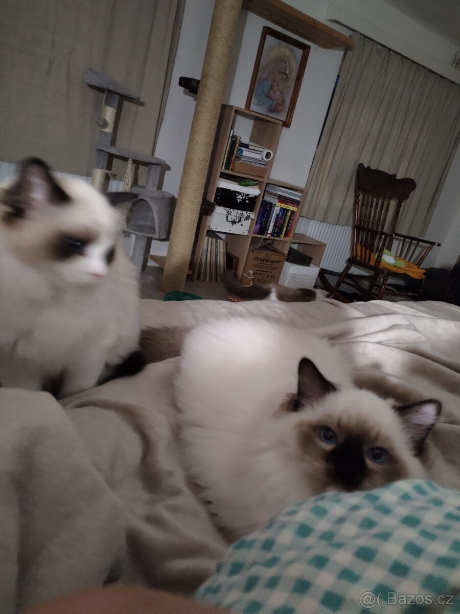 Ragdoll kotě s PP - 7