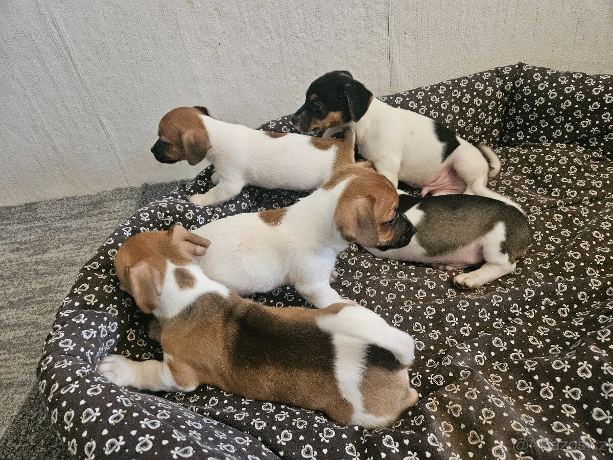 Jack Russel teriér - 7