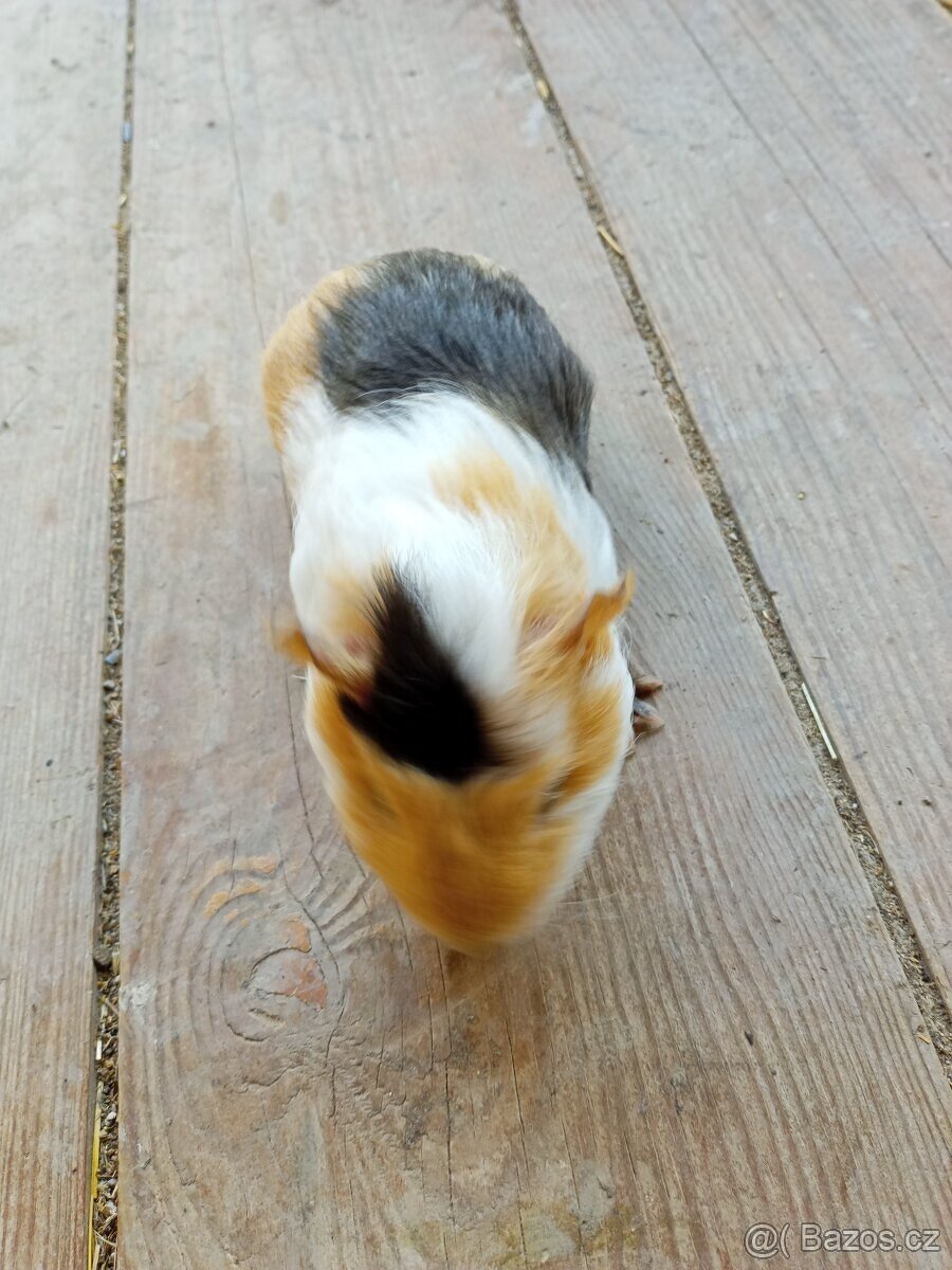 Morčata - samečci - 7