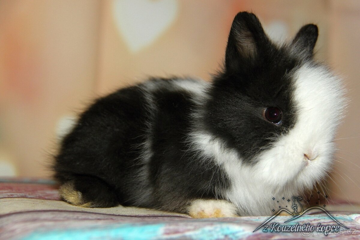 Zakrslí králíčci Teddy s VP_(Vánoční miminka)-doprava po ČR - 7