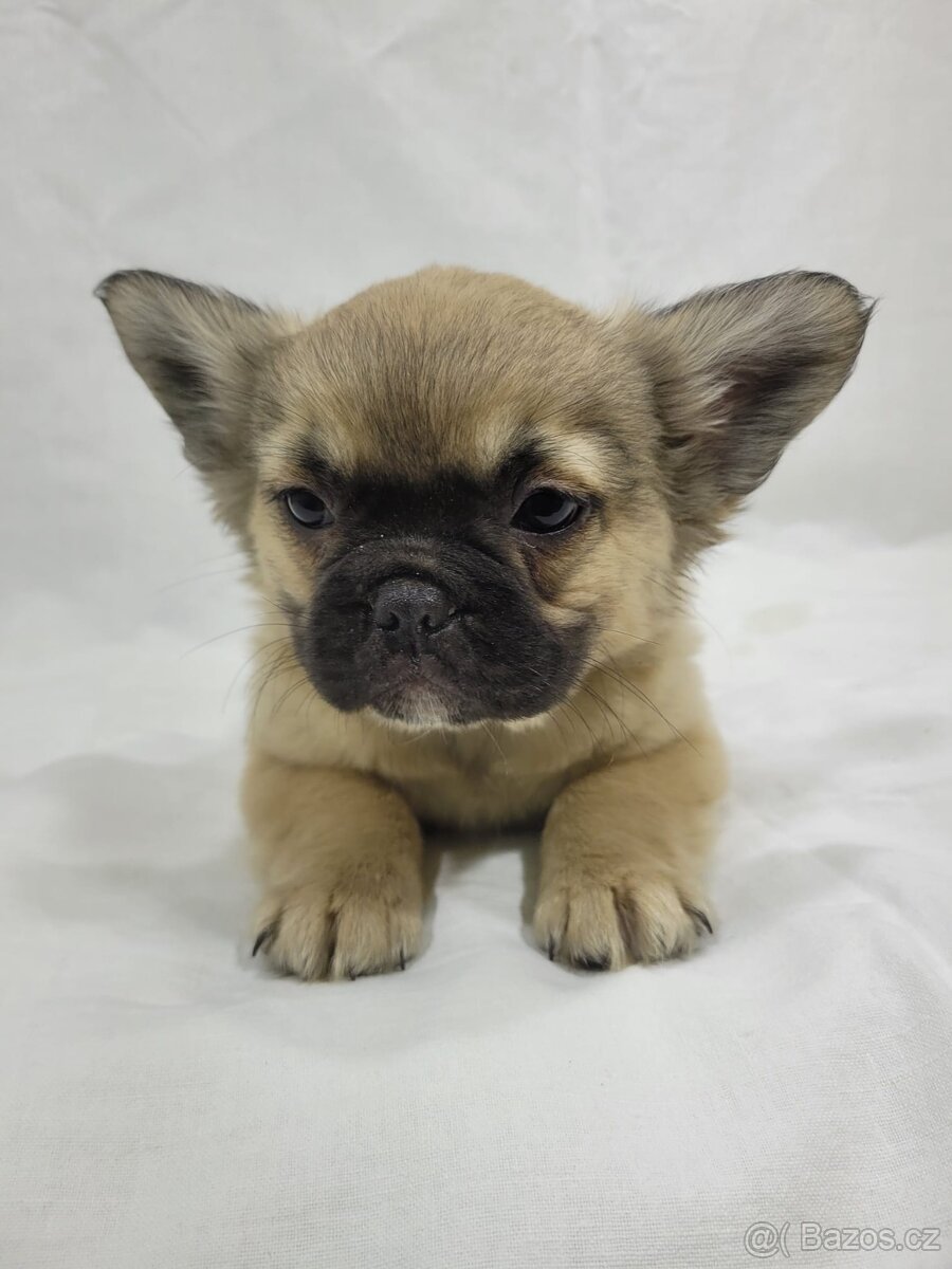 Francouzský buldoček - 7