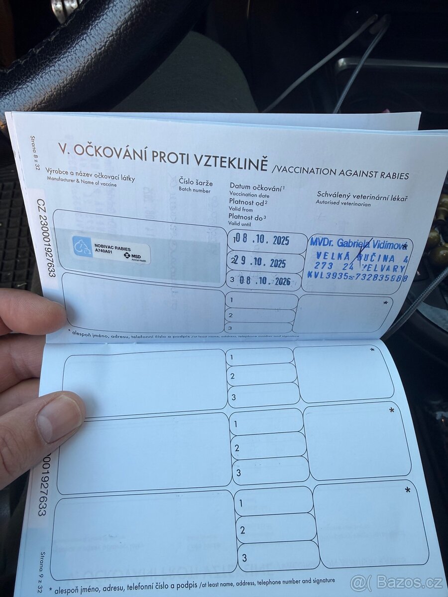 Americké stafford - 7