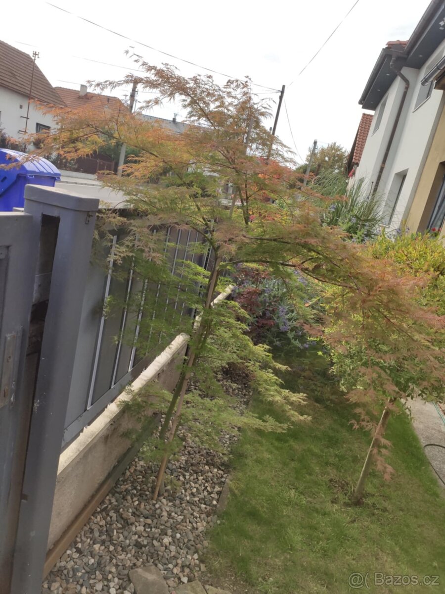 Japonský javor zeleny - 7