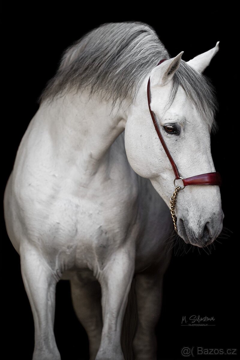 Na prodej španělský PRE hřebec - 7