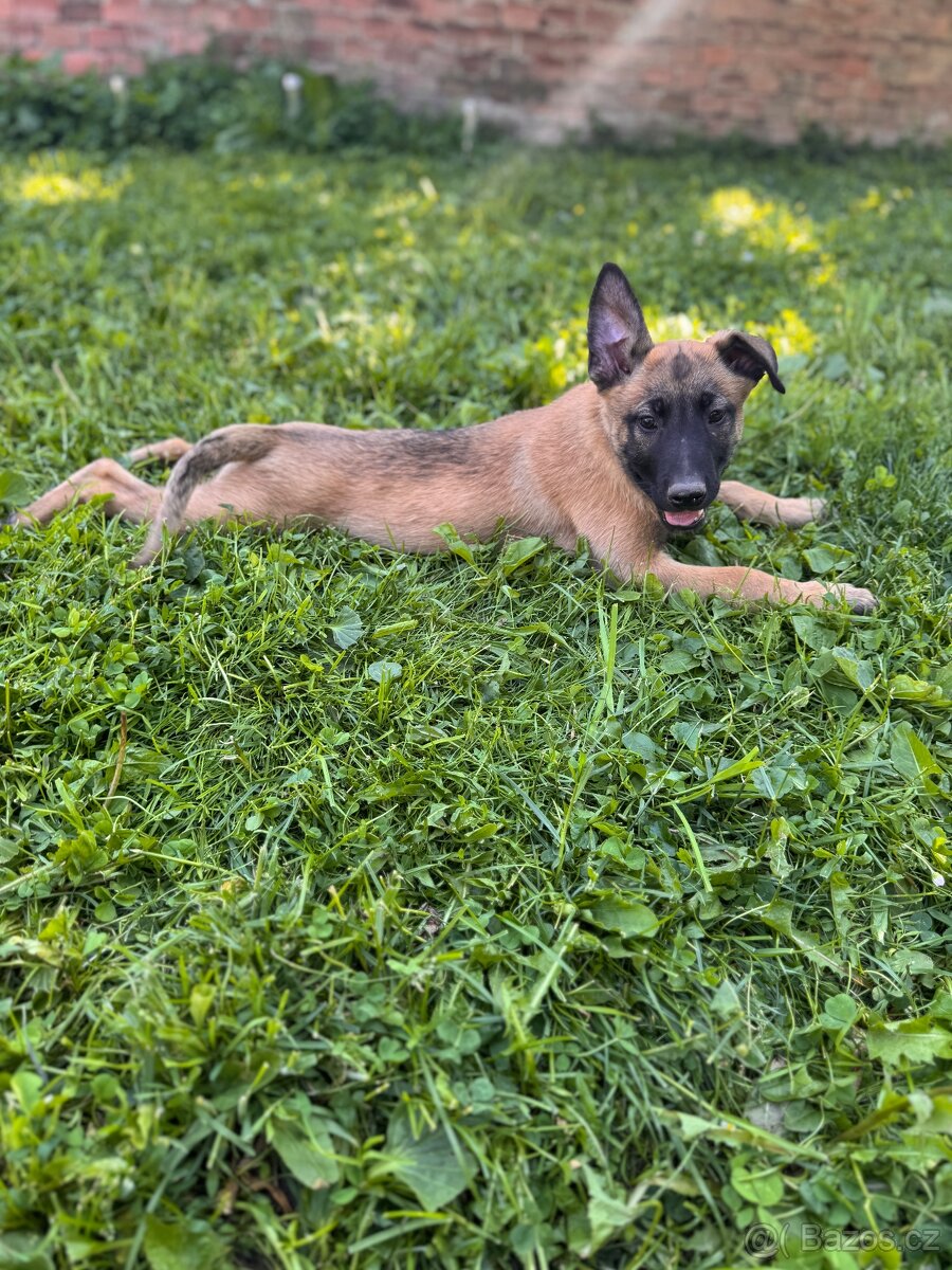 Belgický ovčák Malinois s PP - 7