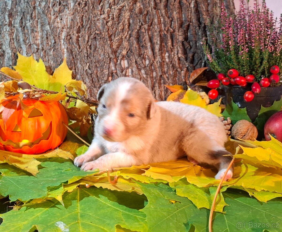 Australský ovčák s PP - 7