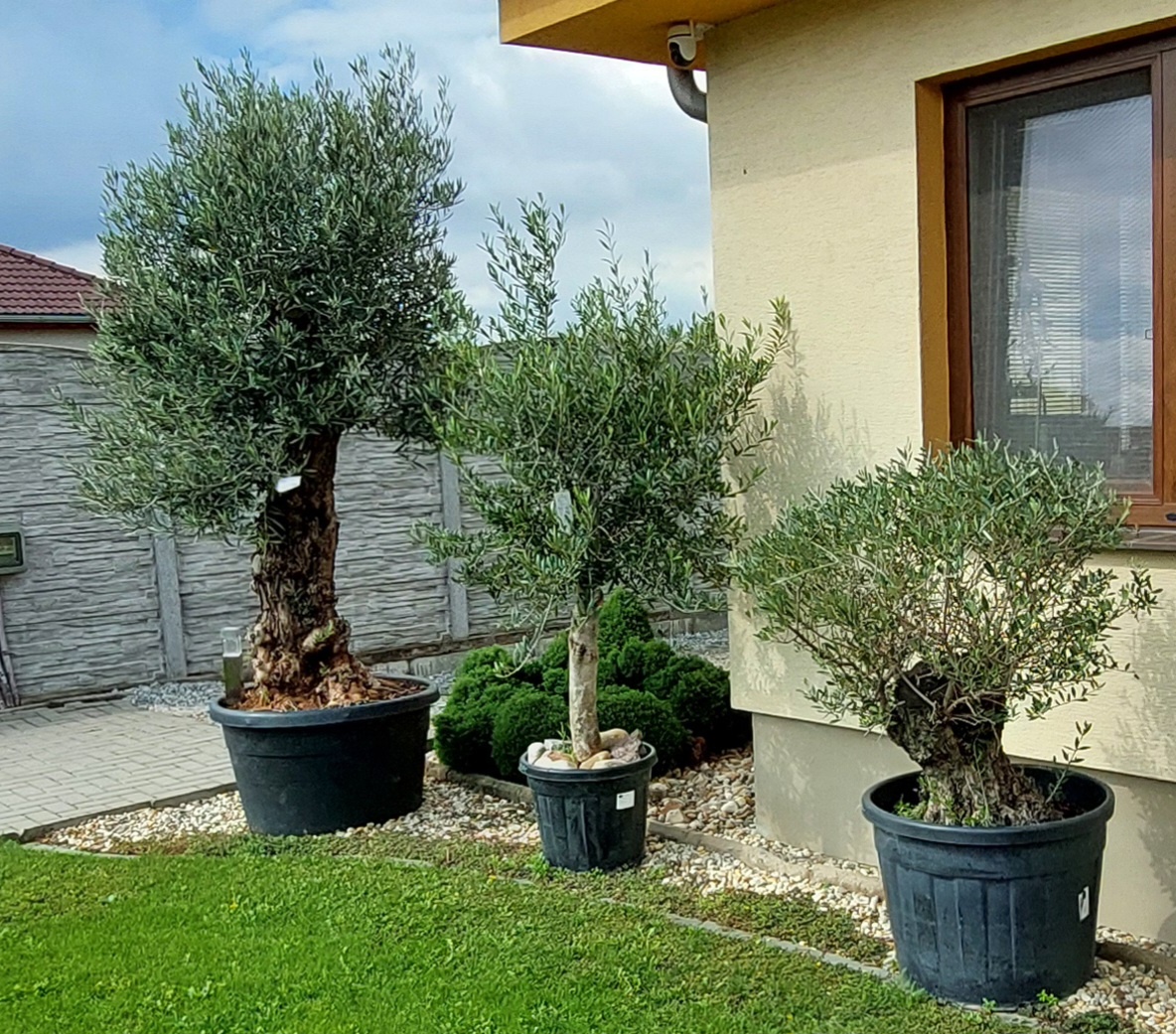 Olivovníky různé velikosti - 7
