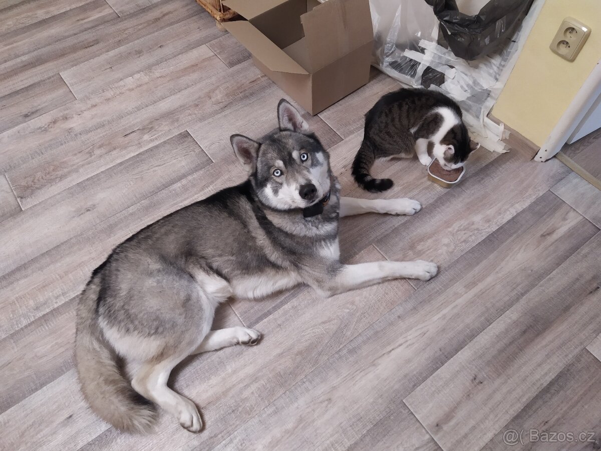 Sibiřský Husky ke krytí - 7
