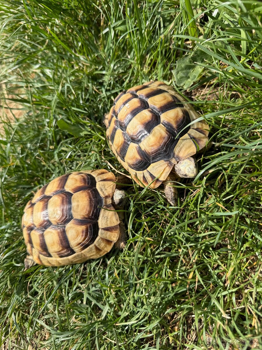 Želva Vroubená 🐢 Testudo Marginata nz.2022 - 7