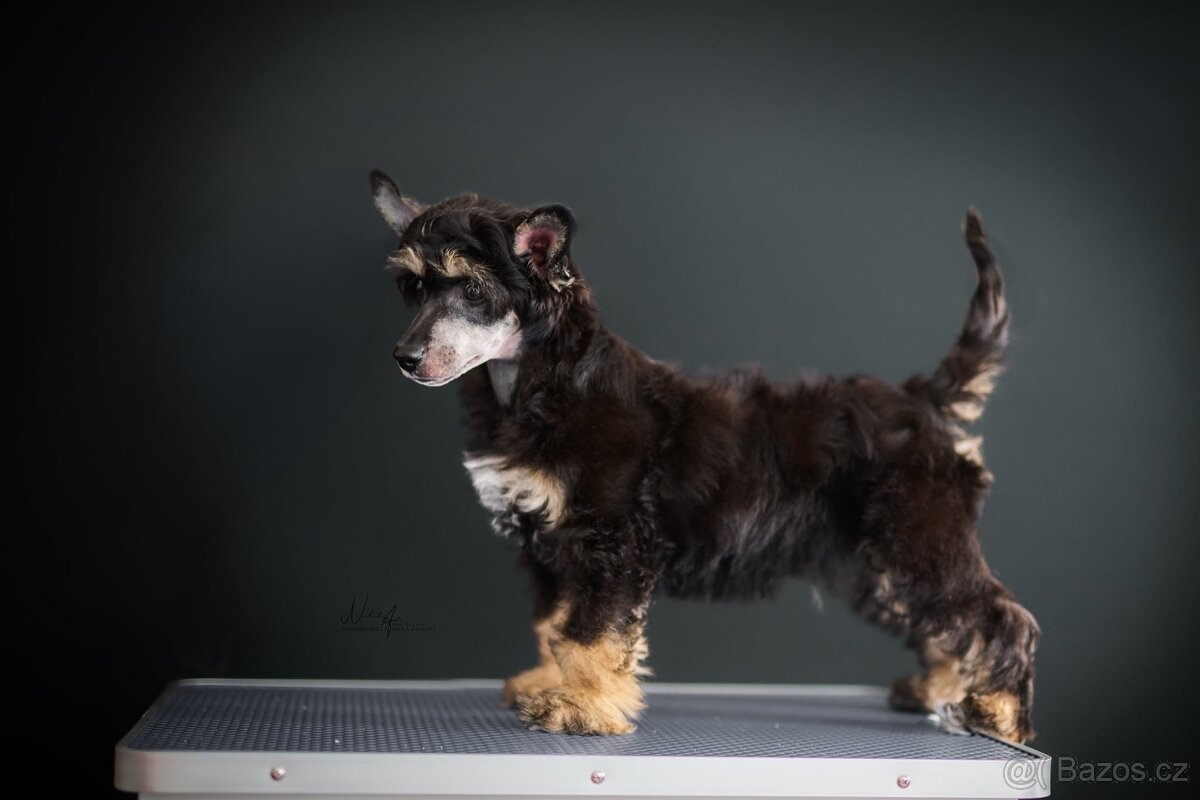 Čínský chocholatý pes / štěně / labutěnka - 7