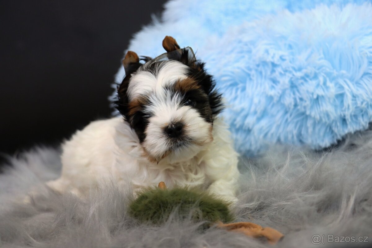 Biewer jorkšírský teriér - pejsek - 7