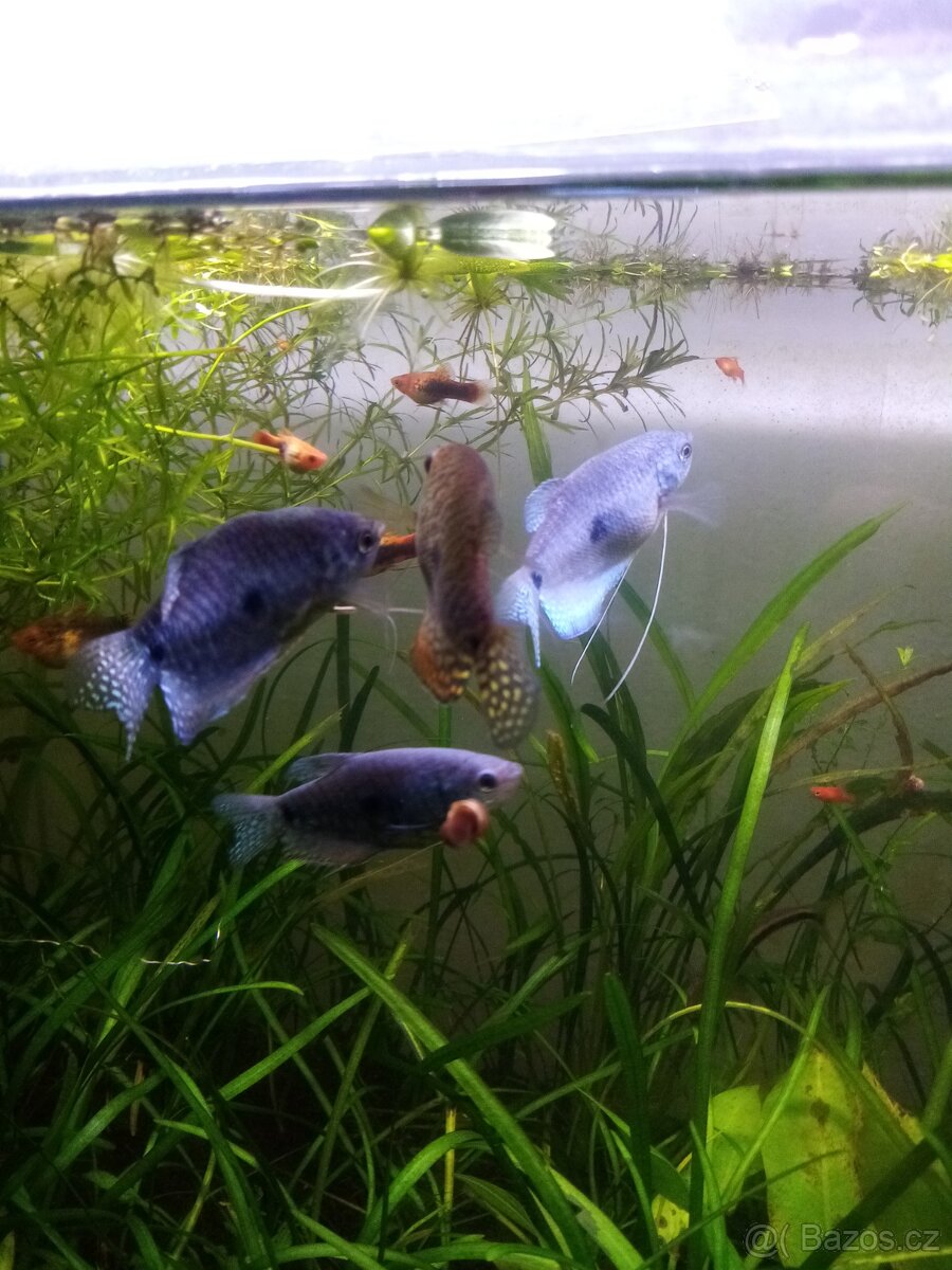 Čichavec šedý (modrý) - 7